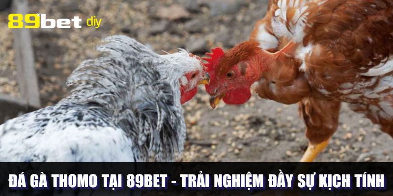 Đá Gà Thomo Tại 89BET - Trải Nghiệm Đầy Sự Kịch Tính